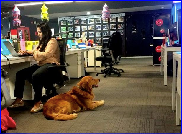 allow pets at work